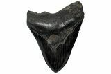 Fossil Megalodon Tooth - South Carolina #299436-1